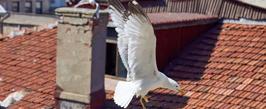 Residential Chimney Animal Removal Solution in Fair Lawn, NJ