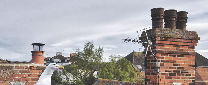 Chimney Cleaning And Restoration in Fair Lawn, New Jersey